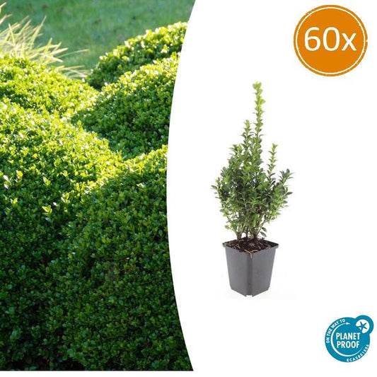 Buxus Sempervirens - ↕10-25cm - Ø9cm - 60x