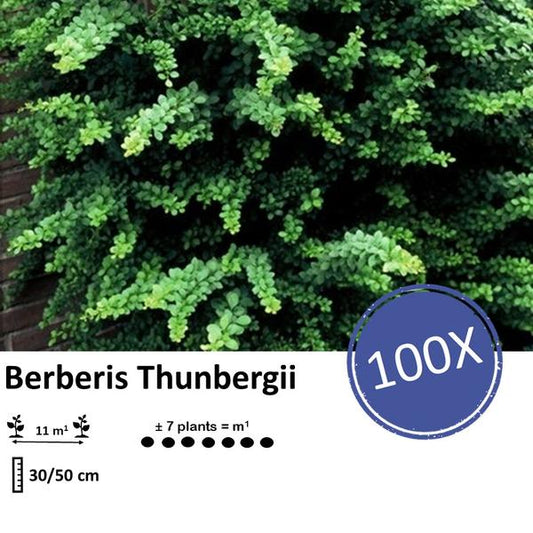 Berberis thunbergii - ↕30-50cm - racine nue - 100x