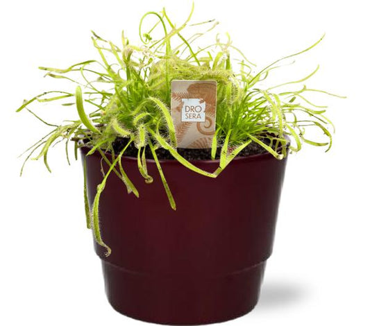Drosera Capensis Wit - Ø12cm - ↕17cm + Pot Basic D14,5x12cm - Bordeaux