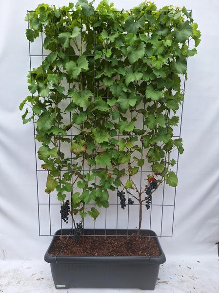 Vitis 'Boskoop Glory' - raisin bleu - Haie prête à l'emploi - 120 x 180 cm