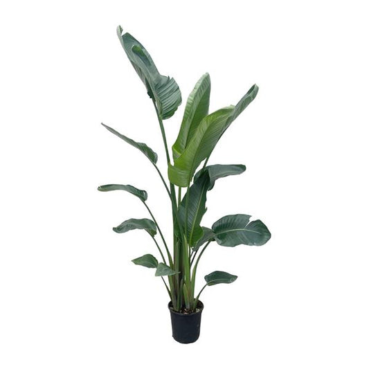 Strelitzia Nicolai XXL - 220 cm - ø27