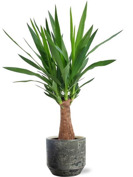 Yucca "Arbre Maya" - Ø19cm - ↕80cm + Pot Lars D20x18cm - Gris