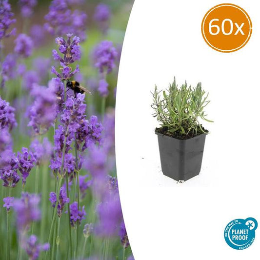 Lavandula ang. 'Munstead' - ↕10-25cm - Ø9cm - 60x