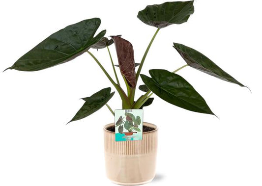 Alocasia Wentii - Ø19cm - ↕85cm + Pot Terni D20x20cm - Rose