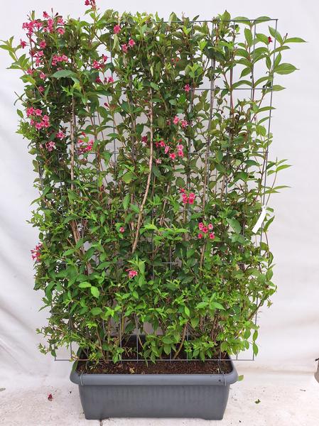 Weigela 'Newport Red' - Weigelia - Haie prête à l'emploi - 120 x 180 cm
