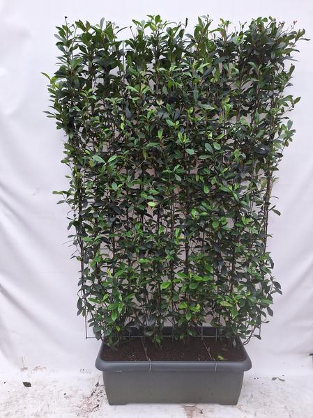Photinia fraseri 'Carré Rouge' - Haie prête à l'emploi - 120 x 180 cm