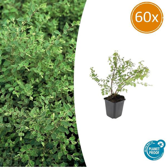 Symphoricarpos ch. 'Hancock' - ↕10-25cm - Ø9cm - 60x