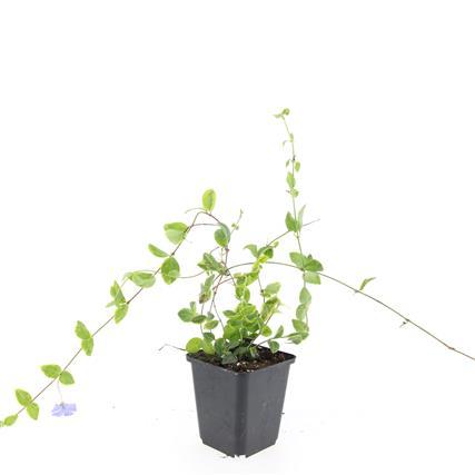 Vinca minor 'Blue and Gold' - ↕10-25cm - Ø9cm - 60x