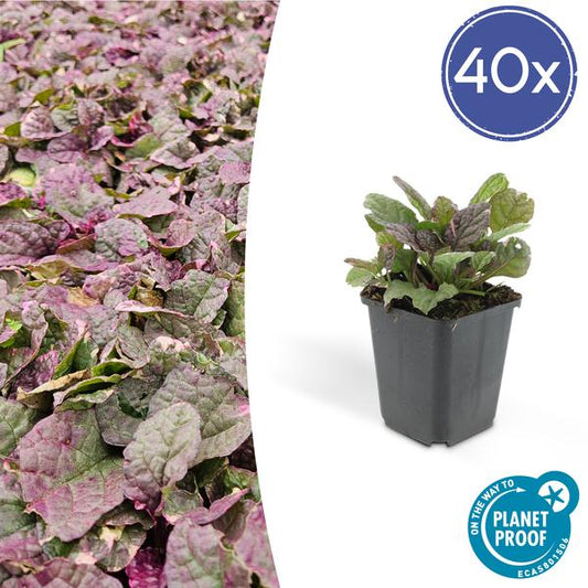 Ajuga reptans 'Burgundy Glow' - ↕10-25cm - Ø9cm - 40x