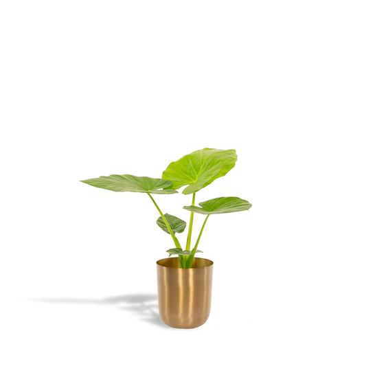 Alocasia Macrorrhiza - Ø19cm - ↕70cm + Pot Mayk Or