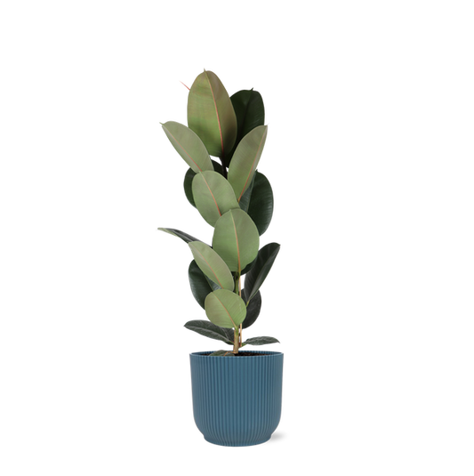 Ficus Elastica Robusta - Ø21cm - ↕90cm en pot Vibes bleu