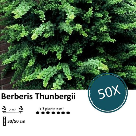 Berberis thunbergii - ↕30-50cm - racine nue - 50x