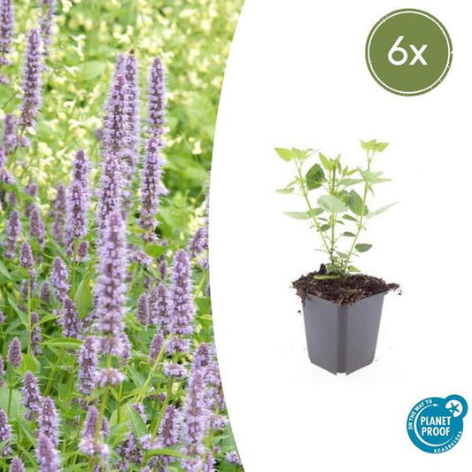 Agastache 'Bleu Fortune' - ↕10-25cm - Ø9cm - 6x