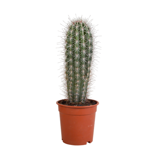 Pachycereus pringlei - 17cm - zonder pot