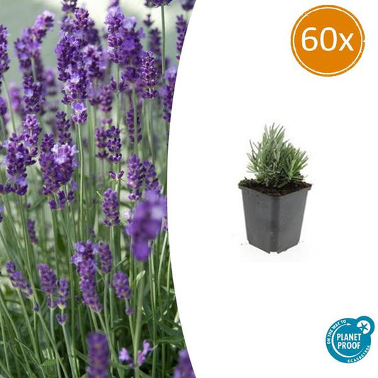 Lavandula ang. 'Dwarf Blue' - ↕10-25cm - Ø9cm - 60x