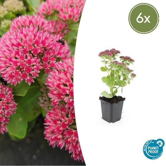 Sédum 'Herbstfreude' - ↕10-25cm - Ø9cm - 6x