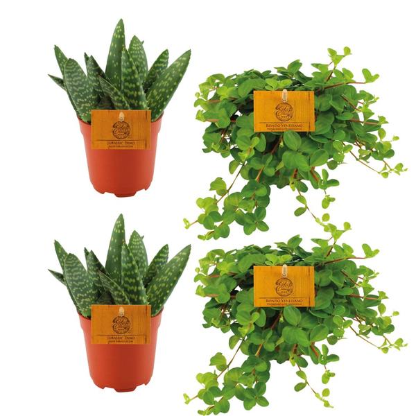 2x Aloe Paradisicum + 2x Peperomia Rotundifolia - 4 pièces - Ø10,5cm - ↕10cm