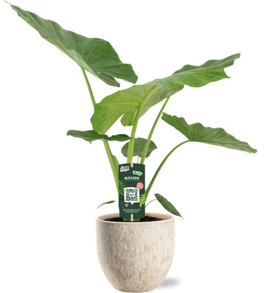 Alocasia Macrorrhiza - Ø19cm - ↕70cm + Pot Sem D20x18cm - Beige