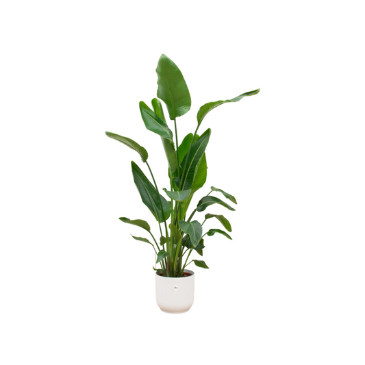 Offre combinée - Strelitzia Nicolai avec elho Vibes Fold Round blanc Ø30 - 160 cm