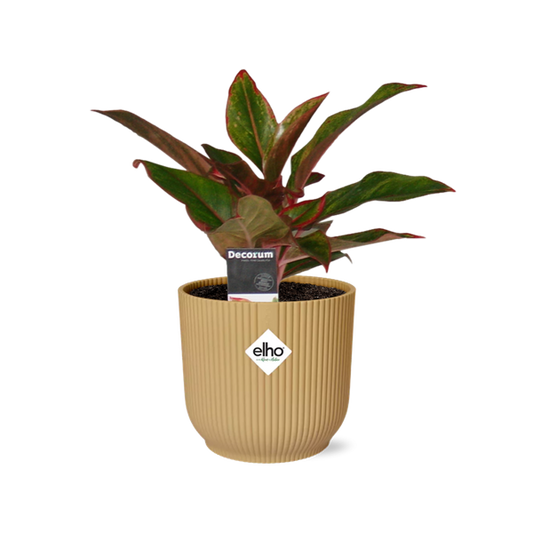Aglaonema Crete in ELHO Vibes Fold 14cm geel
