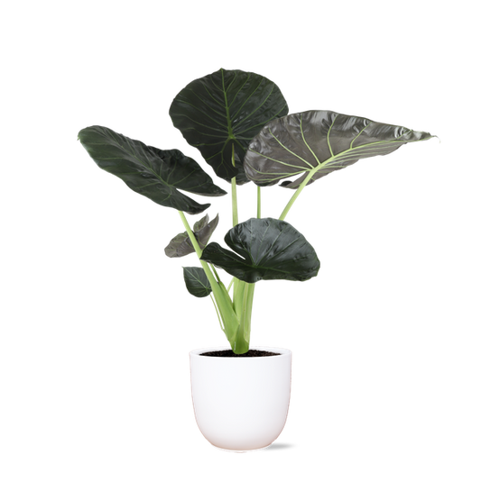 Alocasia Regal Shield Ø24cm - ↕110cm in Boule WIT pot