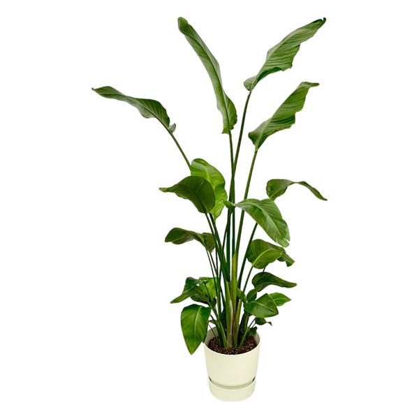 Strelitzia Nicolai dont elho Greenville Rond blanc - 180 cm - Ø30