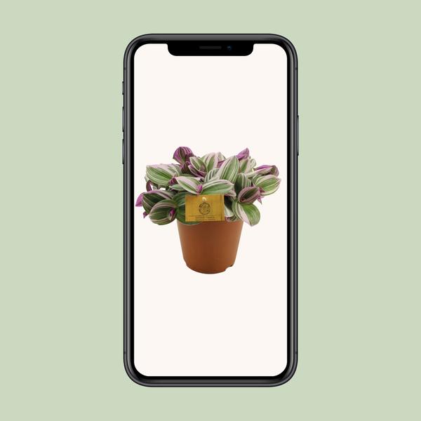 Tradescantia Nanouk - Ø15cm - ↕25cm