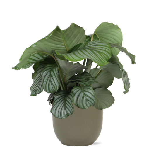 Calathea Orbifolia Ø21cm - ↕70cm en pot Boule OLIVE