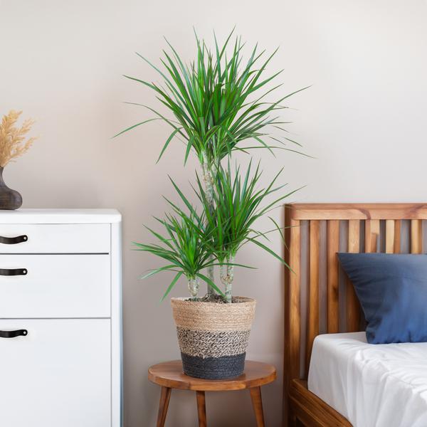 Dracaena Marginata avec panier Lisbon noir - 95cm - Ø21