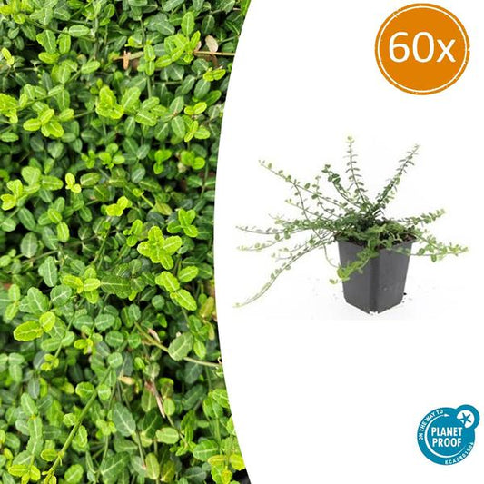 Euonymus fort. 'Minimus' - ↕10-25cm - Ø9cm - 60x