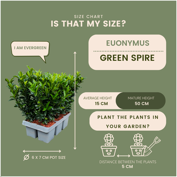 72 x Euonymus 'Green Spire' - 72 x Ø 7 cm - ↨ 15 cm 
