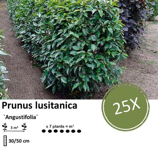 Prunus lusitanica 'Angustifolia' - ↕30-50cm - racine nue - 25x