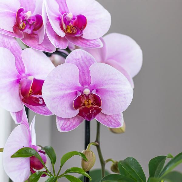 Kolibri Orchids | roze Phalaenopsis orchidee - Niagara Fall  - potmaat Ø9cm | bloeiende kamerplant - vers van de kweker