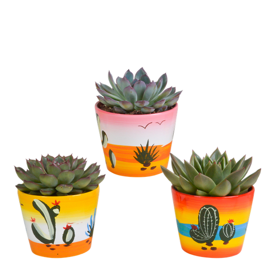 Echeveria mix 10.5 cm - 3x - in Mexicaanse pot