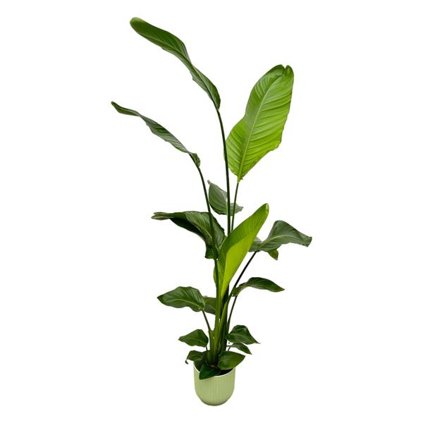 Strelitzia Nicolai incluant elho Vibes Fold Round vert - 130 cm - Ø18