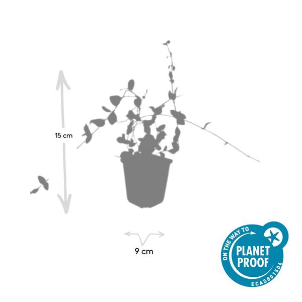 Vinca mineur 'Bleu et Or' - ↕10-25cm - Ø9cm - 12x