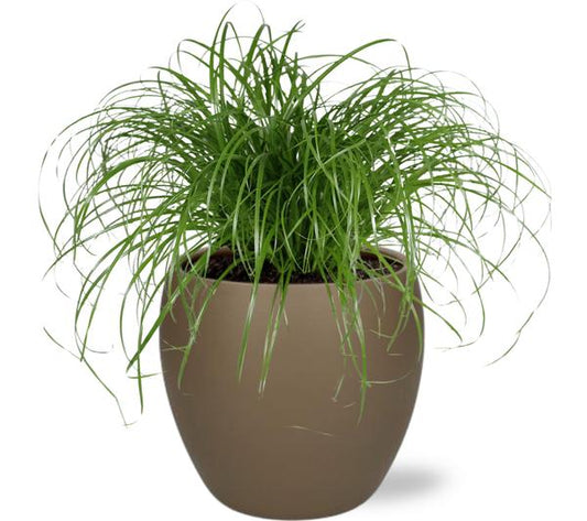 Cyperus Alternifolius - Ø12cm - ↕20cm + Bowl Pot D13/14.5x13cm - Bruin