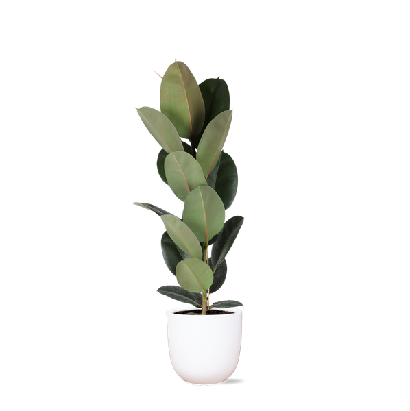 Ficus Elastica Robusta - Ø21cm - ↕90cm en pot Boule BLANC