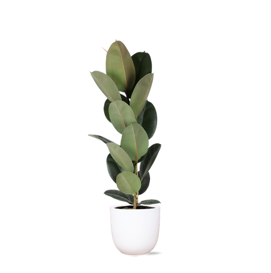 Ficus Elastica Robusta - Ø21cm - ↕90cm in Boule WIT pot