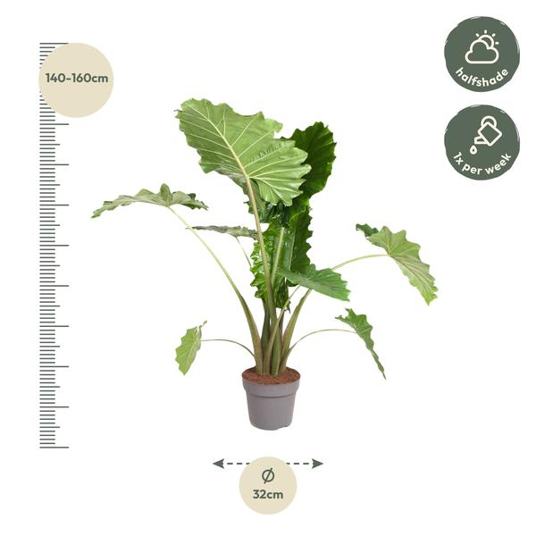 Alocasia Portodora - 120 cm - ø32