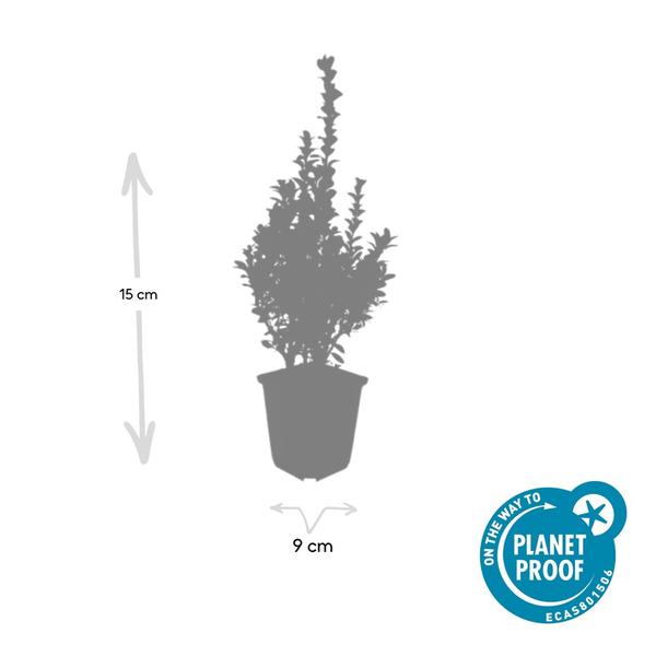 Buxus Sempervirens - ↕10-25cm - Ø9cm - 12x