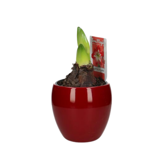 Hippeastrum Exotic Striped 2 Knop - Ø12cm - ↕25cm +Bowl Pot D13/14.5x13cm - Rood