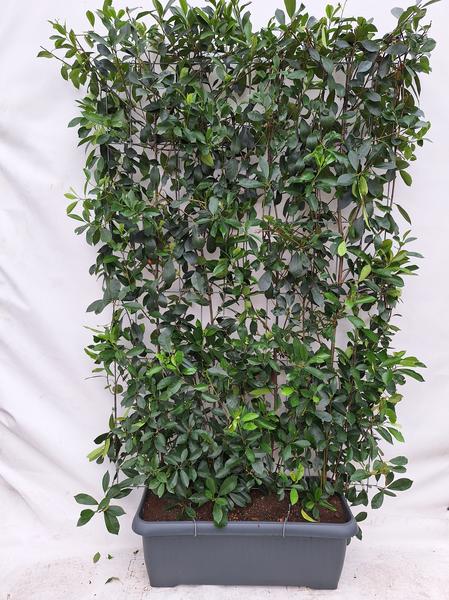 Photinia Fraseri 'Red Robin' - Glansmispel - Haie prête à l'emploi - 120 x 180 cm