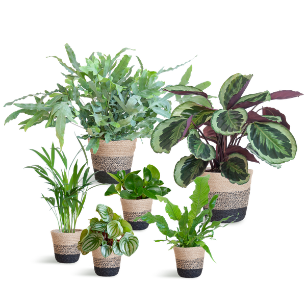 Ensemble de plantes respectueux des animaux Large