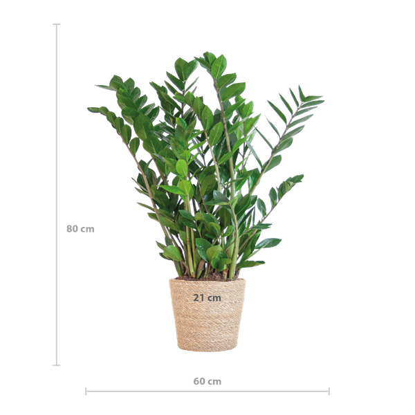 Zamioculcas Zamiifolia avec panier Sofia naturel - 80cm - Ø21