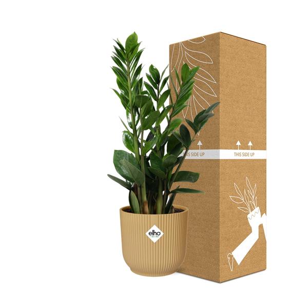Zamioculcas – Hauteur 45-50 en ELHO Vibes Fold 14cm jaune