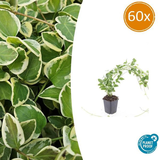 Vinca major 'Variegata' - ↕10-25cm - Ø9cm - 60x