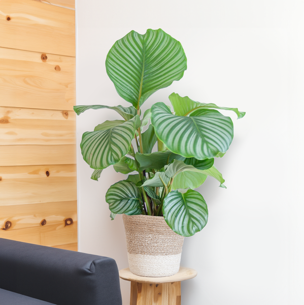 Calathea Orbifolia avec panier Lisbonne blanc - 65cm - Ø19
