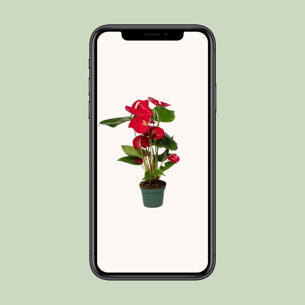 Anthurium Rouge - Ø12cm - ↕40cm