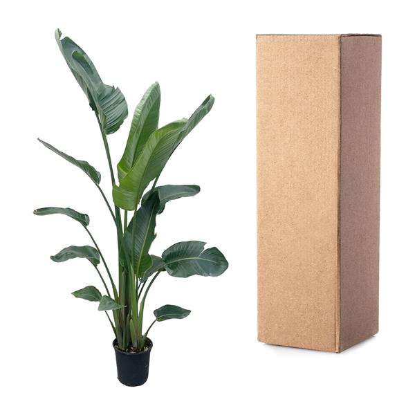 Strelitzia Nicolai XXL - 220 cm - ø27